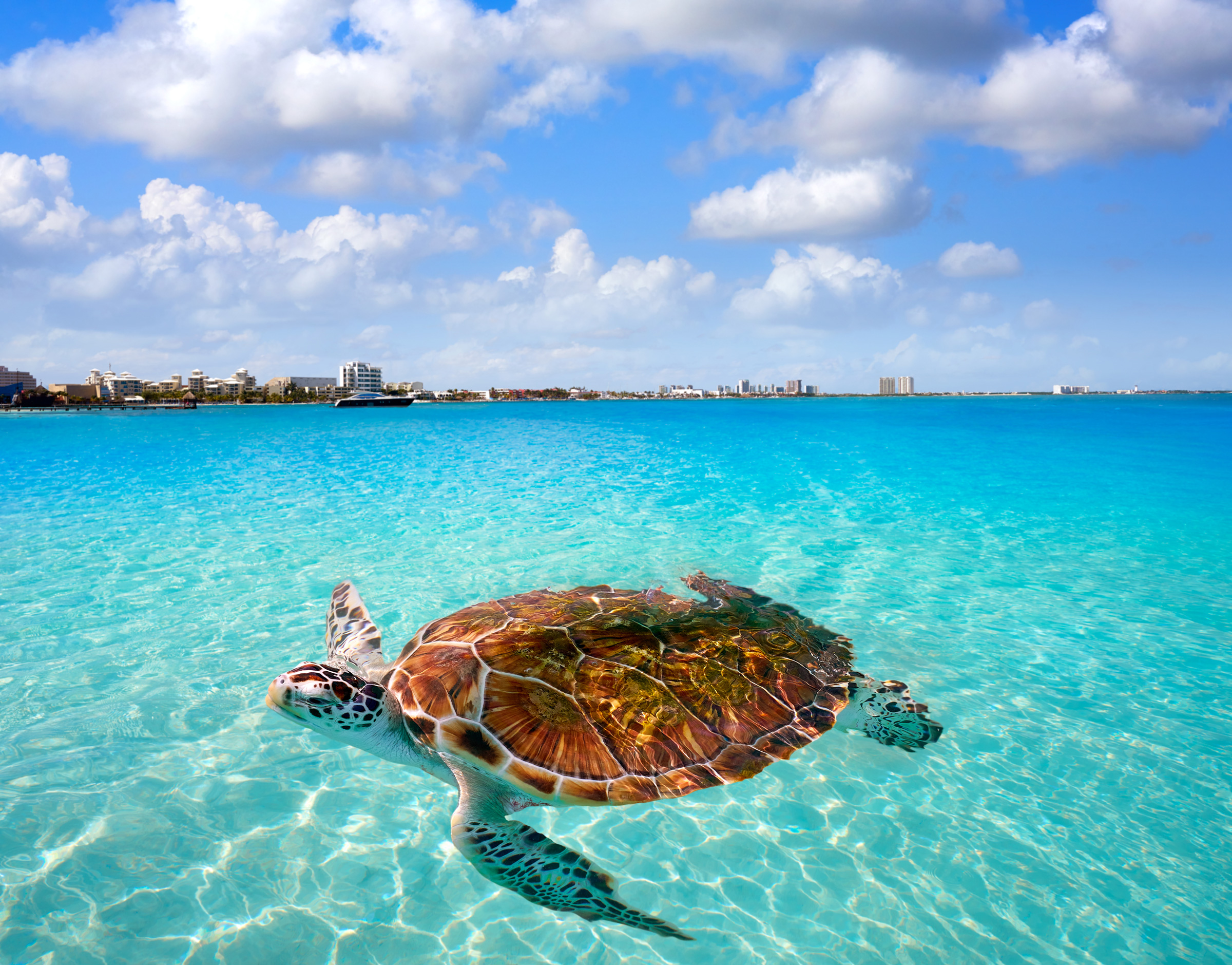 beach-tortugas-travel-in-Park-Royal-Cancun