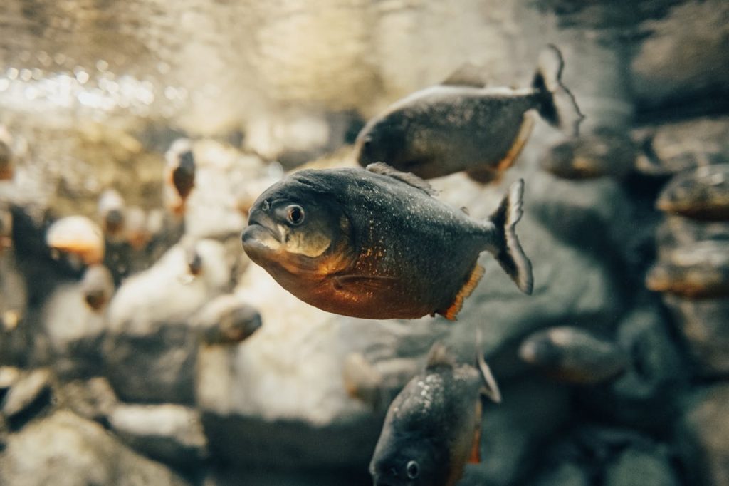 piraña-rio amazonas