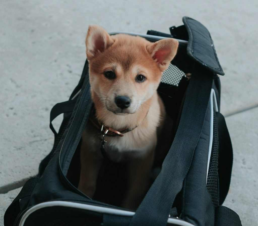 VIAJAR COM PETS