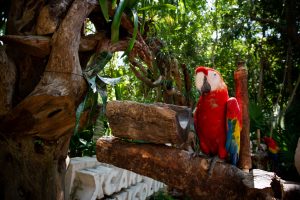 Aventuras en Xcaret