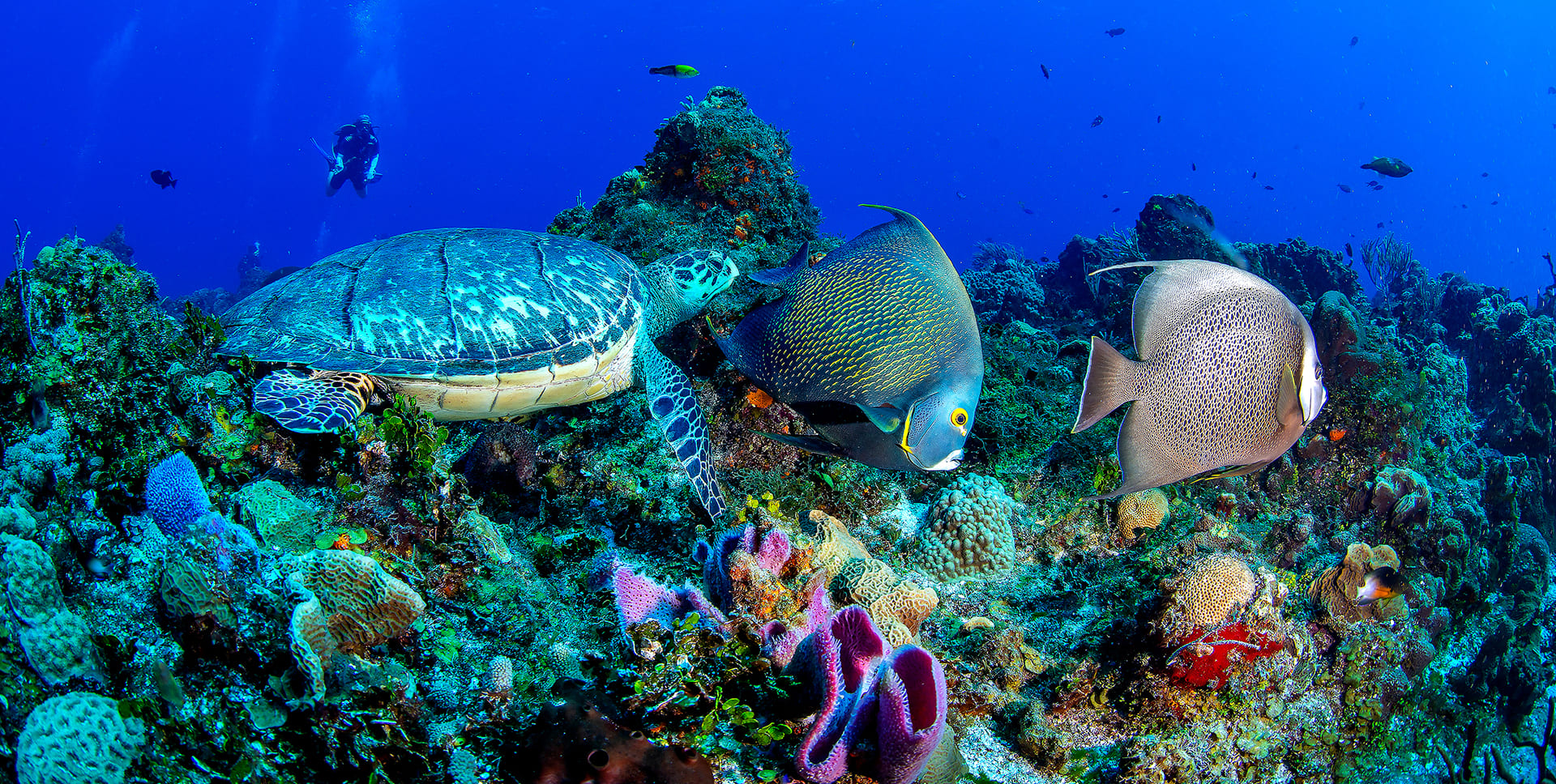 Arrecifes de Coral-Cozumel