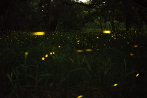 Dónde ver Luciérnagas